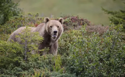 Visit Graubunden Napa Arosa Bärenland