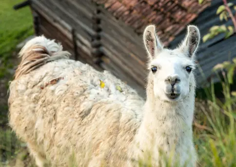 Hiking Lama