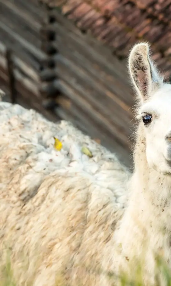 Hiking Lama