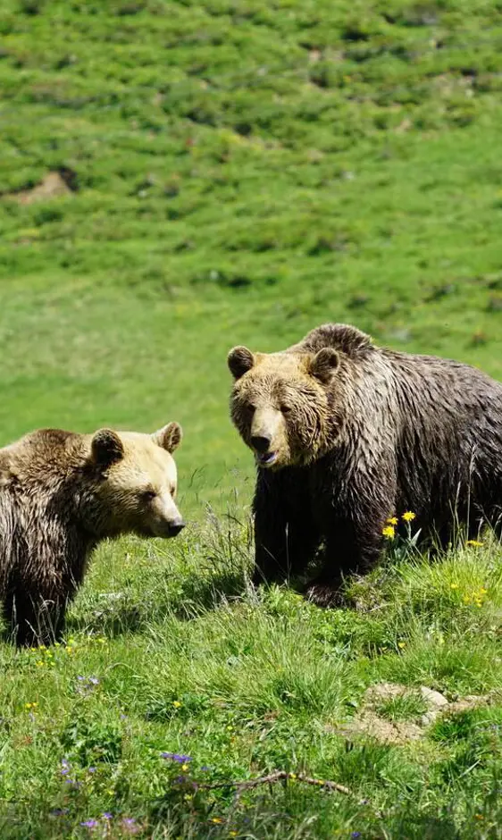 ©Stiftung Arosa Bären Vier Pfoten 01